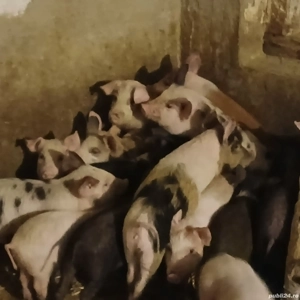 soldei 3 luni - imagine 2