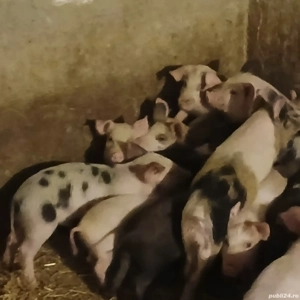 soldei 3 luni - imagine 4