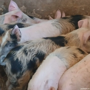 soldei 3 luni - imagine 9