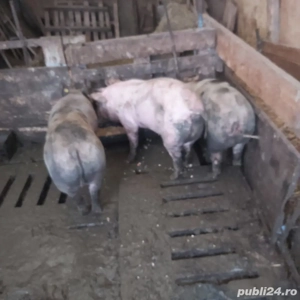 purcei ideali pt protap - imagine 3