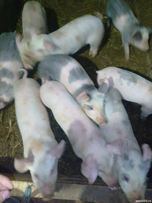 purcei de vanzare  - imagine 2