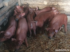Purcei Duroc - imagine 3