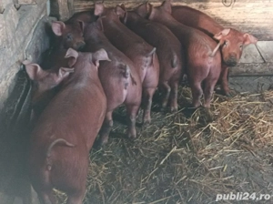 Purcei Duroc - imagine 2