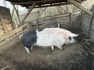 Vând pentru sacrificat 