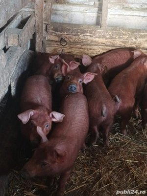 Purcei Duroc - imagine 4