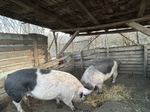 Vând pentru sacrificat  - imagine 2