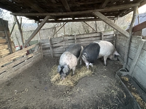 Vând pentru sacrificat  - imagine 3