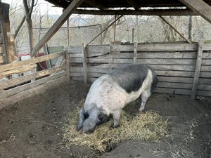 Vând pentru sacrificat  - imagine 4