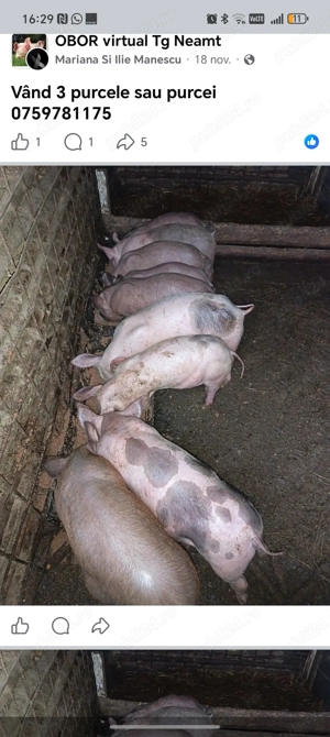 Caută casa noua - imagine 3