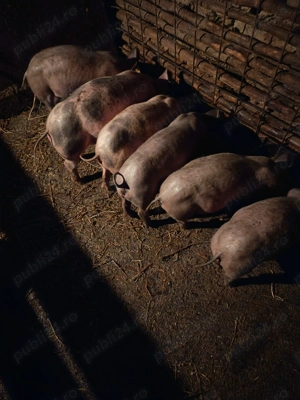 Caută casa noua - imagine 2