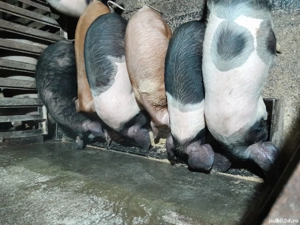 Purcei de vânzare  - imagine 3