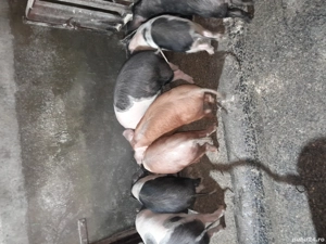 Purcei de vânzare  - imagine 2