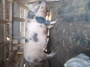 Porc de vânzare  - imagine 3