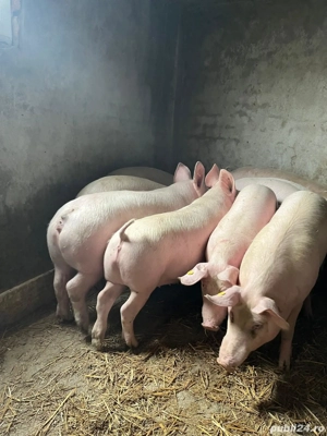 Vând porci de carne - imagine 4