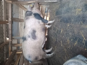 Porc de vânzare  - imagine 4