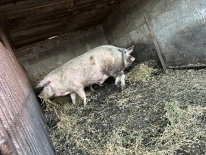 Vând pentru sacrificat 