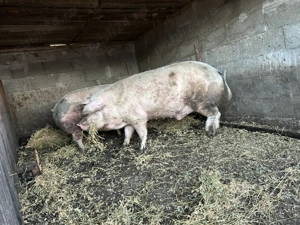 Vând pentru sacrificat  - imagine 3