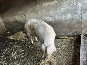 Vând pentru sacrificat  - imagine 5