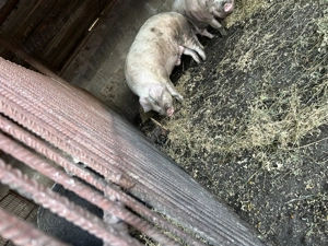 Vând pentru sacrificat  - imagine 4