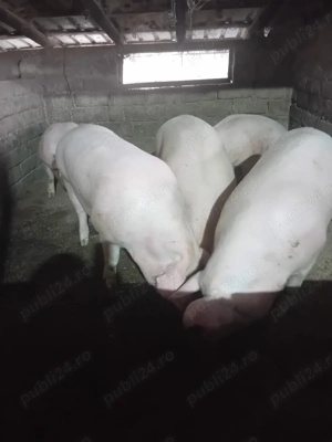 Vând porci pietran si landras de casă cu coada  - imagine 2