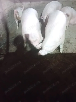 Vând porci pietran si landras de casă cu coada 