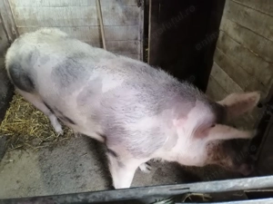 Purcea de carne 250 kg - imagine 3