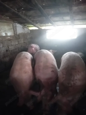 Vând porci pietran si landras de casă cu coada  - imagine 4