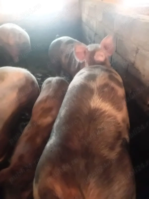 Vând porci pietran si landras de casă cu coada  - imagine 3