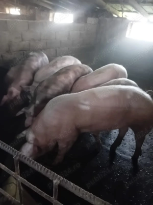 Vând porci pietran si landras de casă cu coada  - imagine 5