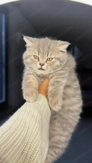 Motanel Scottish Straight, in varsta de 3 luni, cu pasaport si vaccinurile la zi - imagine 2