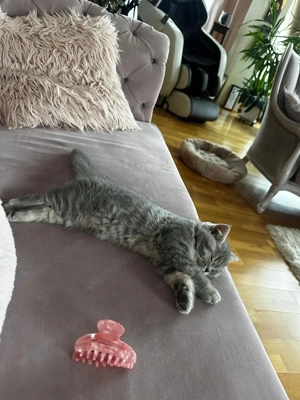 Motanel Scottish Straight, in varsta de 3 luni, cu pasaport si vaccinurile la zi - imagine 3