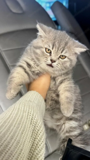 Motanel Scottish Straight, in varsta de 3 luni, cu pasaport si vaccinurile la zi - imagine 5