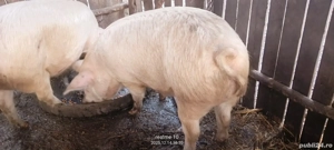 Porc 100-120 de kg - imagine 3