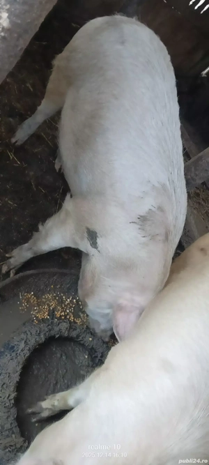 Porc 100-120 de kg - imagine 2