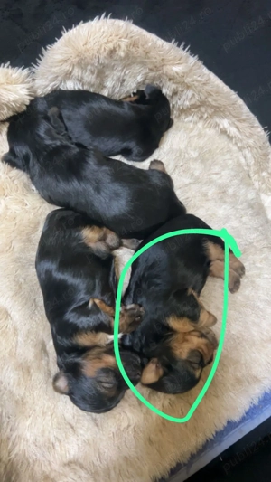 Vând femela Yorkhi terier - imagine 2