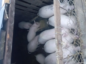 porci de vinzare 30 35 kg 500 lei bucata negociabil  - imagine 4