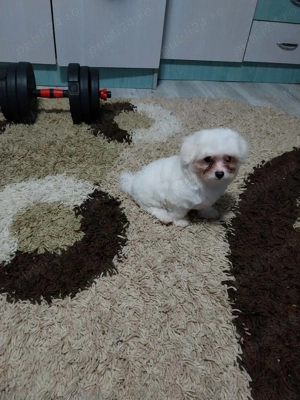 Căței bichon  maltez - imagine 3