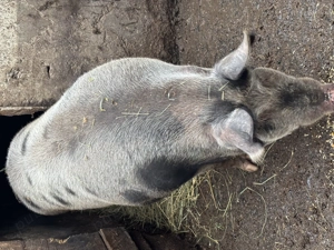 Vând porc crescut bio  - imagine 2