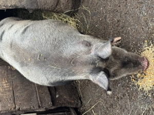 Vând porc crescut bio  - imagine 3