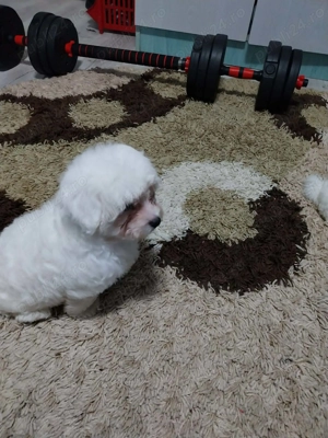 Căței bichon  maltez - imagine 2