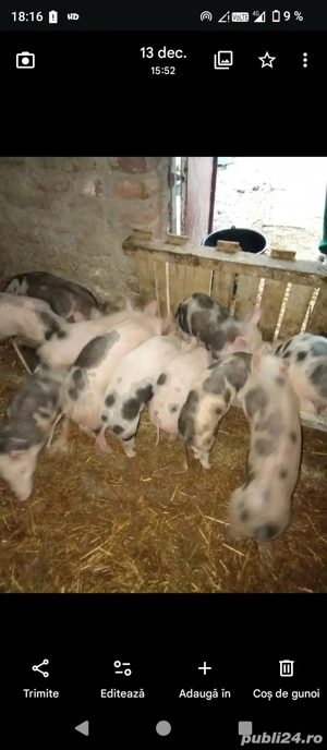 purcei de vanzare - imagine 2