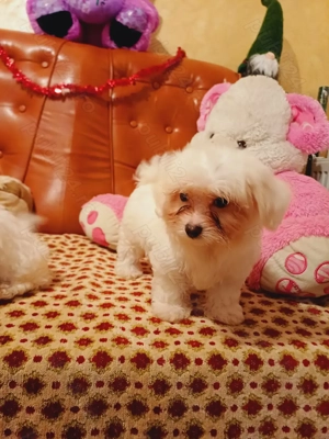 Căței bichon  maltez - imagine 4