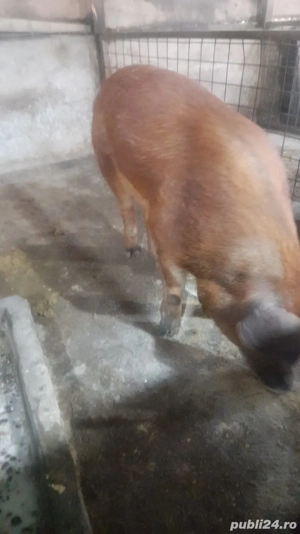 vand vier druoc frumos - imagine 3