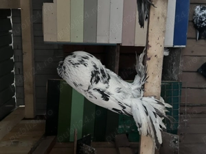 Gusati de pomerania - imagine 2