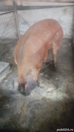 vand vier druoc frumos