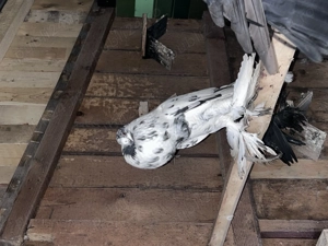 Gusati de pomerania - imagine 3