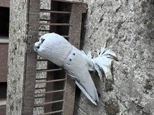 Gusati de pomerania - imagine 5