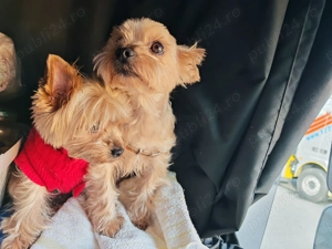 Vând femela Yorkhi terier