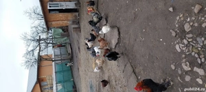 gaini de tara  - imagine 5