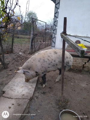Porc de Vinzare 150 KG 4000 Lei Negociabil, Calitatea Porcului este Bio, adica nu cu tratament 